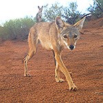 Coyote walking through the desert