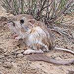 Kangaroo Rat near grass