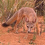 Kit Fox in the desert