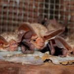 several bats in a roost.