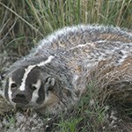 American Badger in the grass