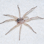 albino wolf spider