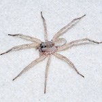 Sand Wolf Spider in white sand