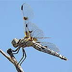 Dragonfly on a branch