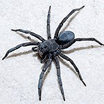 Spider on white sands