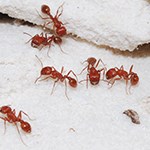 Ants on white sand