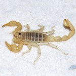 Scorpion on White Sand