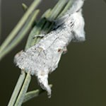 White moth on vegetation