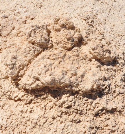 Fossil footprint of Feline.