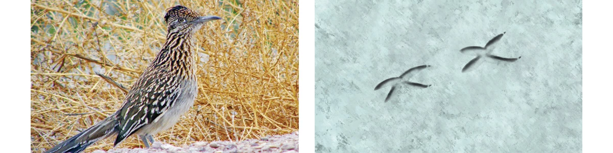 Greater_Roadrunner_Banner_HTML Greater Roadrunner Footprints no scale