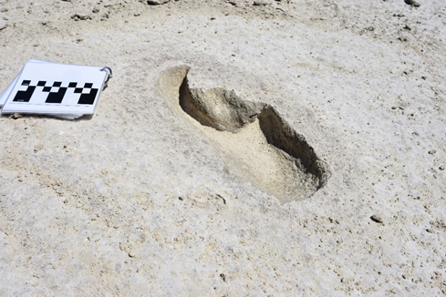 Photo of fossilized footprint of Harlan’s ground sloth with scientific scale.