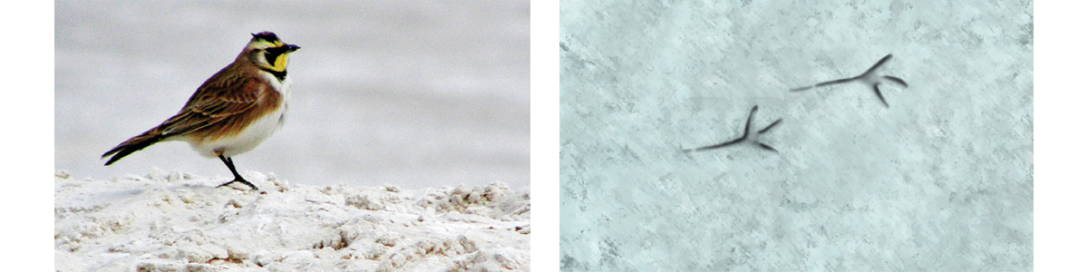 Horned Lark footprint illustration no scale