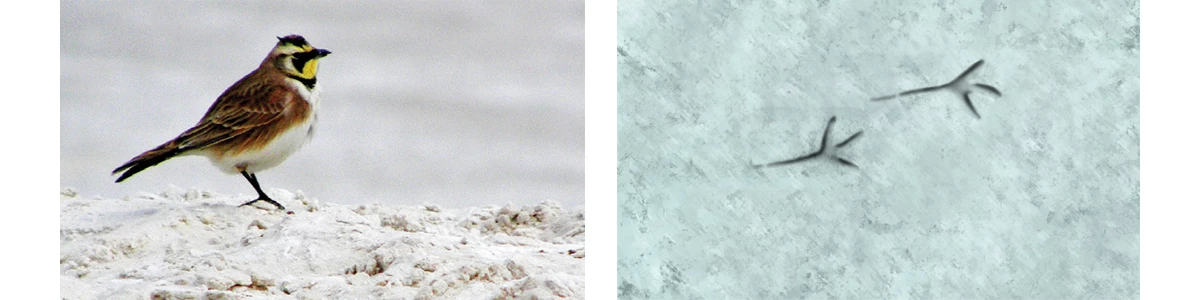 Horned_Lark_Banner_HTML Horned Lark footprint illustration no scale