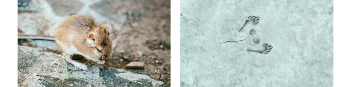 Kangaroo_Rat_Banner_HTML Kangaroo Rat Footprint illustration no scale