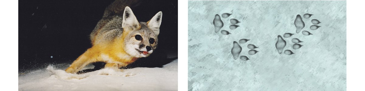 Kit Fox Footprint Illustration no scale