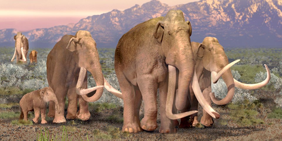 Three adult Mammoths walking with child mammoth in the foreground. A child and adult mammoth are in the background walking together.