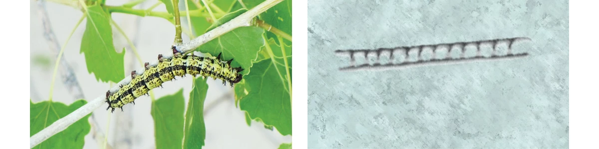 Nevada_Buck_Moth_Caterpillar_Banner_HTML Nevada Buck Moth Caterpillar Track illustration no scale