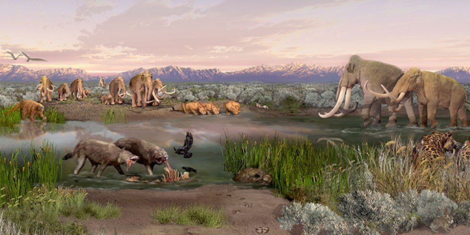 Pleistocene animals in Tularosa Basin