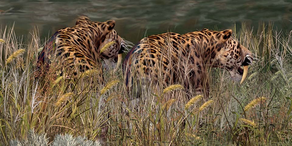 Saber-Toothed Cats in grass