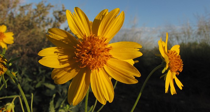 Sundrops Sundrops