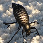 Darkling Beetle