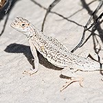 Bleached Earless Lizard in white sand