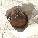 Pocket Gopher