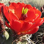 Cactus with red flowers.