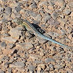 lizard on gravel.