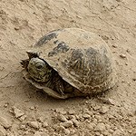 turtle in sand.