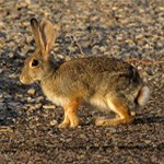 Desert Cottontail in the desert