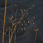 Indian Ricegrass in white sand.