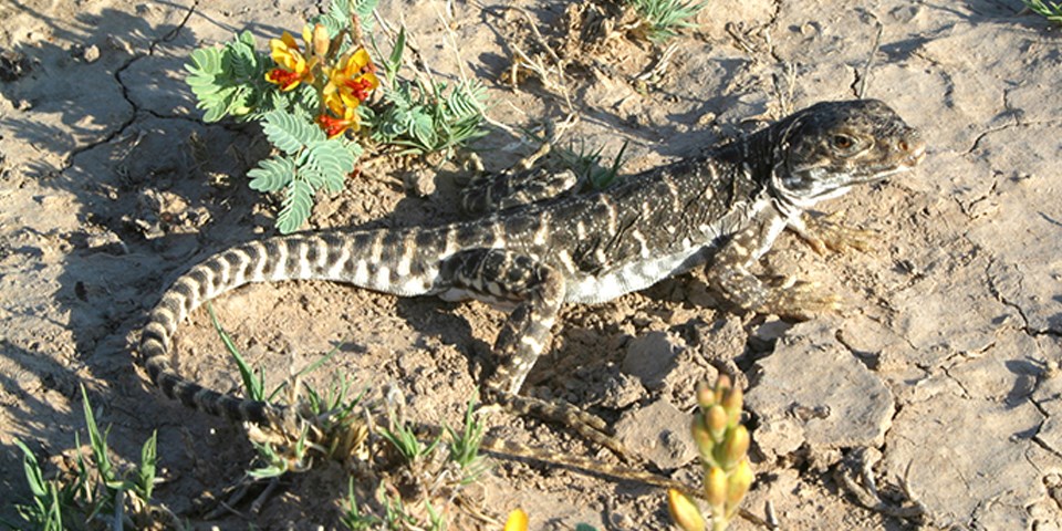 Long-nosed Leopard Lizard in sand