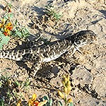 lizard near colorful flowers.