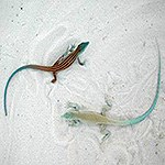 two lizards on white sand.