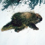 Porcupine walking on white sand