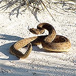 coiled tan snake on white sand.