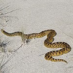 tan and brown snake on white sand.