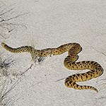 tan and brown snake on white sand.