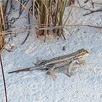 blue, tan, and white lizard on white sand.