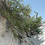 Green shrub in white sand