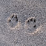 Tracks in white sand