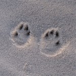 lt= Tracks in white sand