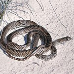 gray, slender snake on white sand.