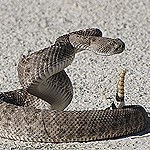 coiled rattlesnake on white sand.