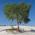 Green tree in the desert.