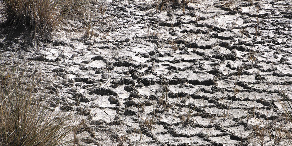Ridges in soil