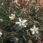 Green plant with white flowers.