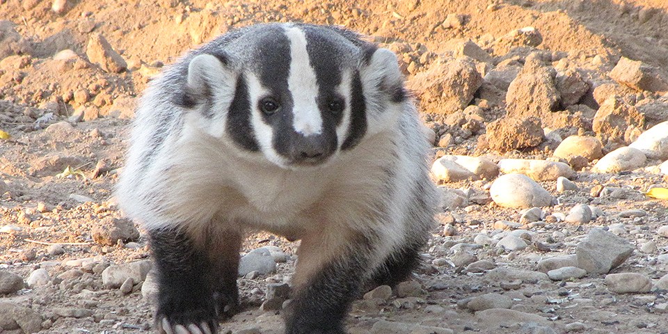 American Badger walking toward camera on gravel