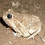 Toad in the desert